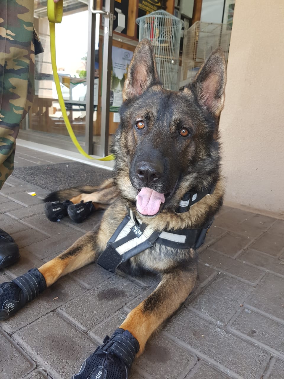 K9 Kufa K9 Kufa